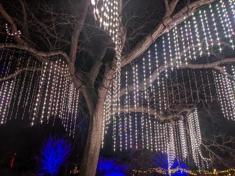 Curtains of Warm White LED String Lights Hanging from Mature Tree at Night Stock Photos