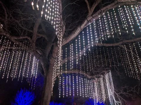 Curtains of Warm White LED String Lights Hanging from Mature Tree at Night Fotos Stock