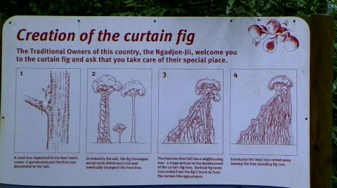 Curtin   fig tree Stock Footage 829606