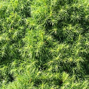 Curtis Dwarf White Pine close-up Stock Photos