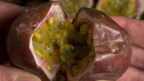 Curuba Opening CloseUp Slow motion Stock Footage 277421005
