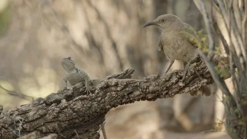 Curve-billed thrasher and lizard sitting on a tree trunk in the desert Stock Footage 271034214