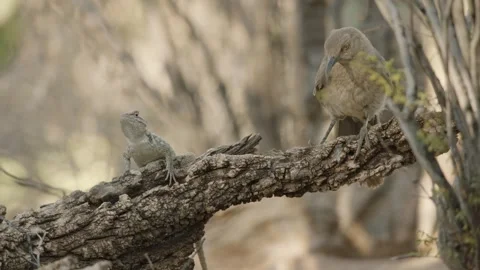 Curve-billed thrasher and lizard sitting on a tree trunk in the desert Stock Footage 271034215