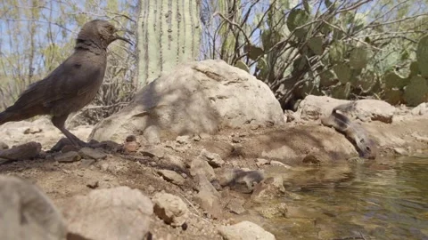 Curve-billed thrasher and squirrel at a waterhole in the desert Stock Footage 271034199
