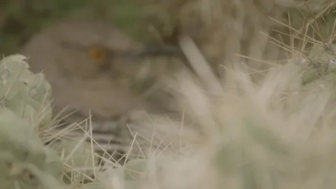 Curve-billed thrasher behind cactus spines on its nest  Stock Footage 271034041