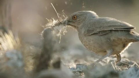 Curve-billed thrasher collects nesting material on the ground  Stock Footage 271034178