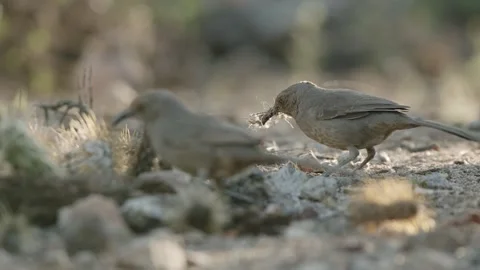 Curve-billed thrasher collects nesting material on the ground  Stock Footage 271034180