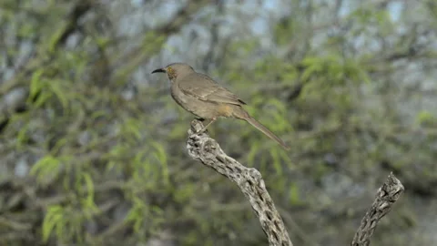 Curve-billed thrasher on a dead cholla cactus Stock Footage 154833645
