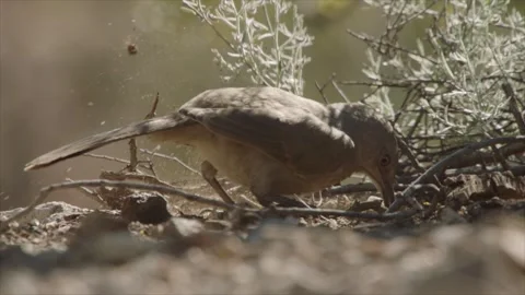 Curve-billed thrasher digs with its beak in the ground Stock Footage 271034189