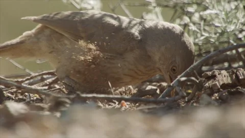 Curve-billed thrasher digs with its beak in the ground  Stock Footage 271034190