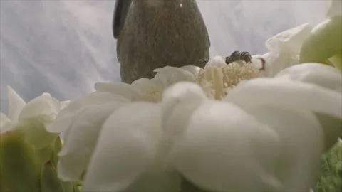 Curve billed thrasher drinking nectar from a saguaro blossom in the desert Stock Footage 273507092