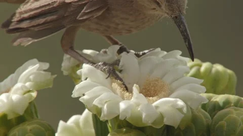 Curve billed thrasher drinking nectar from a saguaro blossom in the desert Stock Footage 273507116
