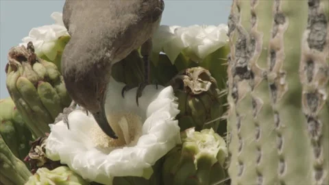 Curve billed thrasher drinking nectar from a saguaro blossom in the sonoran dese Stock Footage 273510467
