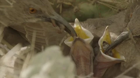 Curve-billed thrasher feeds its young in the nest  Stock Footage 271034032