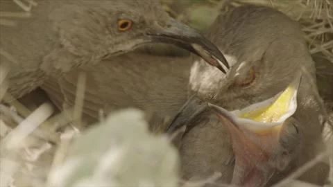 Curve-billed thrasher feeds its young in the nest  Stock Footage 271034036