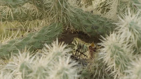 Curve-billed thrasher feeds its young in the nest  Stock Footage 271034052