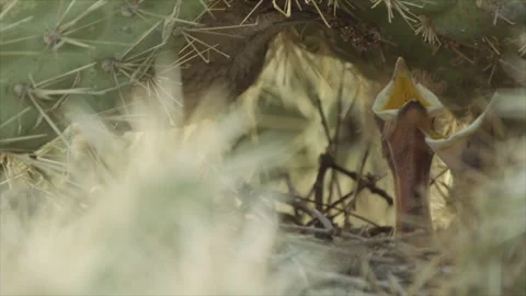 Curve-billed thrasher feeds its young in the nest Video stock 271034054