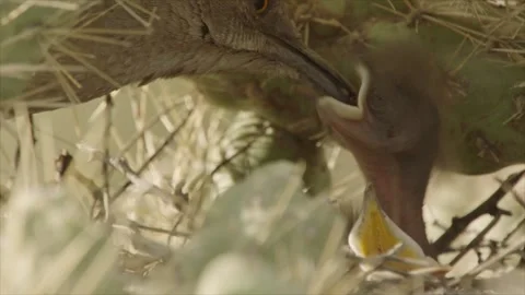 Curve-billed thrasher feeds its young in the nest  Stock Footage 271034072