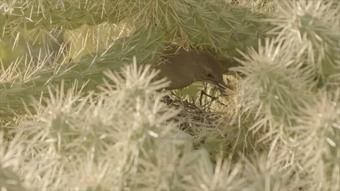 Curve-billed thrasher feeds its young in the nest  Stock Footage 271034074