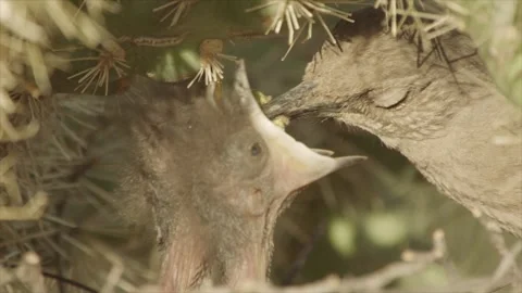 Curve-billed thrasher feeds its young in the nest  Stock Footage 271034121