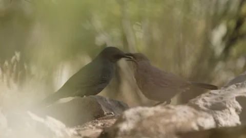 Curve-billed thrasher feeds its young on the ground  Stock Footage 271034219
