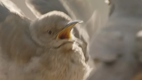 Curve-billed thrasher feeds its young on the ground  Stock Footage 271034220