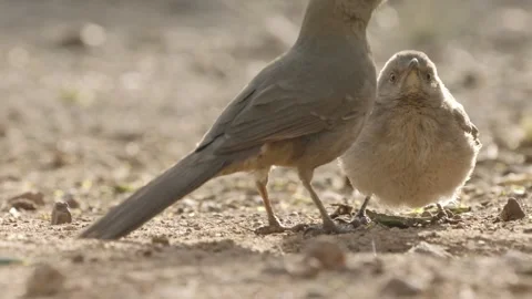 Curve-billed thrasher feeds its young on the ground  Stock Footage 271034225