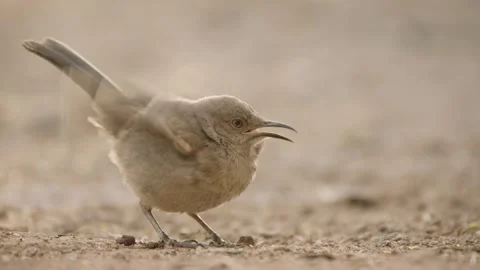 Curve-billed thrasher feeds its young on the ground  Stock Footage 271034226