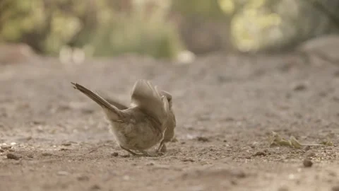 Curve-billed thrasher feeds its young on the ground  Stock Footage 271034232