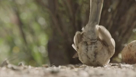 Curve-billed thrasher feeds its young on the ground  Stock Footage 271034235
