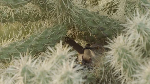 Curve-billed thrasher on its nest in a cactus in the desert  Stock Footage 271034062