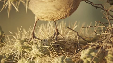 Curve-billed thrasher walks over cactus spines (detail, close up) Stock Footage 271034086