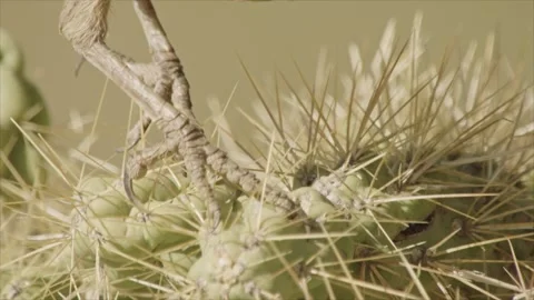 Curve-billed thrasher walks over cactus spines (detail, close up) Stock Footage 271034097