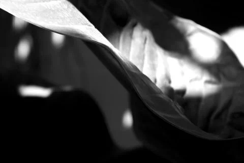 Curve light and shadow texture leave Stock Photos
