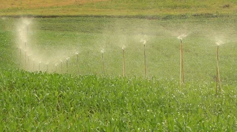 Curve sprinkle HD Vídeo Stock 12485678