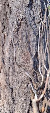 Curved bare branches against textured bark background surface Stock Photos