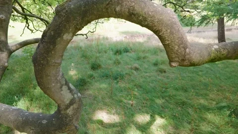 Curved Beech Tree Loop Close-Up, Alexandra Park, Hastings Stock Footage 340603829