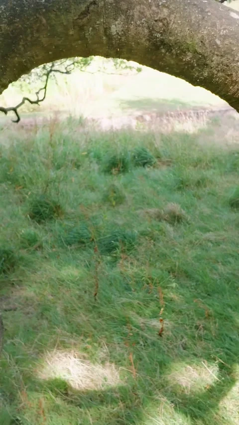 Curved Beech Tree Loop Close-Up, Alexandra Park, Hastings. Vertical format for Stock Footage 342236408