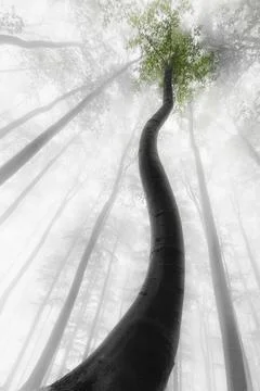 Curved Beech Tree in Misty Forest Stock Photos