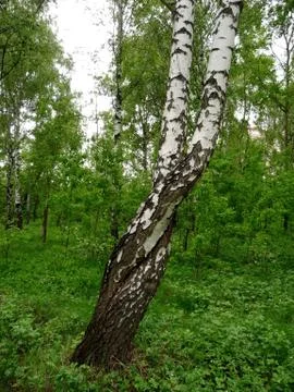 Curved birches Stock Photos
