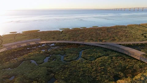 Curved boardwalk winds through dense green wetlands beside tranquil water Stock Footage 345223967