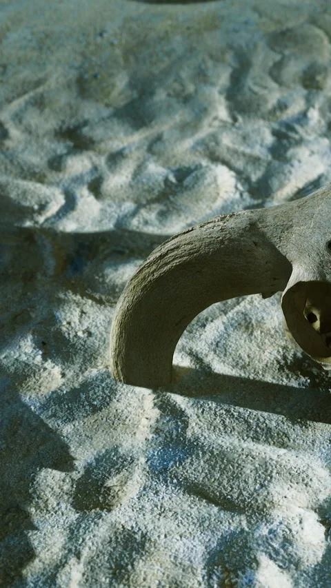 Curved bone fragment found in sand on a beach during the afternoon light Stock Footage 331761357
