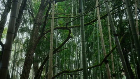 Curved branches covered with moss surrounded by a bamboo forest Stock Footage 221756884