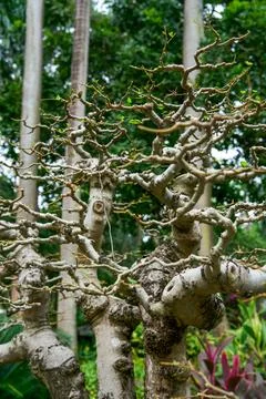 The curved branches of the deciduous bonsai stretch out in front of the woods Stock Photos