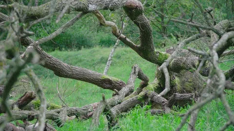 Curved branches on the ground Vídeo Stock 96076343
