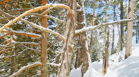 Curved branches of trees in a mountain forest in winter Stock Footage 50766732
