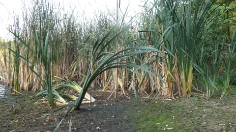 Curved broken reed stalk on mud in dried swamp Stock Footage 337324323