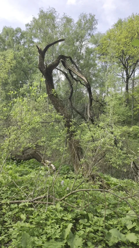 A curved broken tree trunk stands out among dense green bushes Stock Footage 335028404