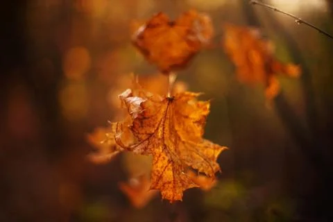 Curved brown dry maple leaf on a branch in the autumn forest, blurred backgro Stock Photos