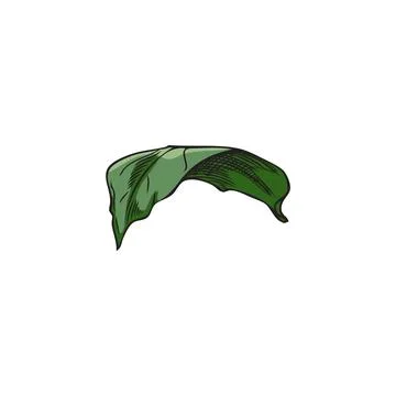 Curved calendula leaf vector illustration. Botanical drawing. Stock Illustration